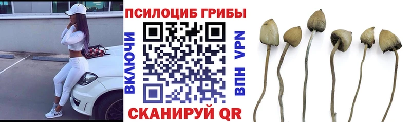 Псилоцибиновые грибы Psilocybine cubensis  Кемь 
